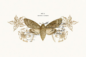 Gold Vintage Moths Illustration Pack