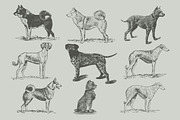Vintage Bundle 2500+ Free Update, an Animal Illustration by Retro Machine (Thumbnail 99 of 170)