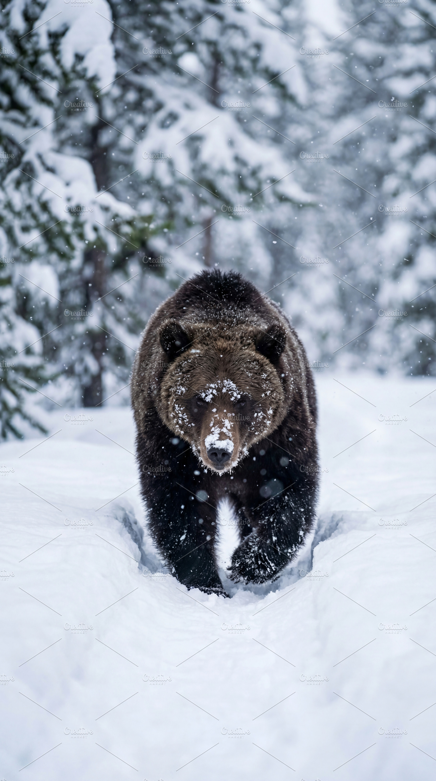 Majestic Brown Bear Walking, an Animal Photo by Virgo Studio