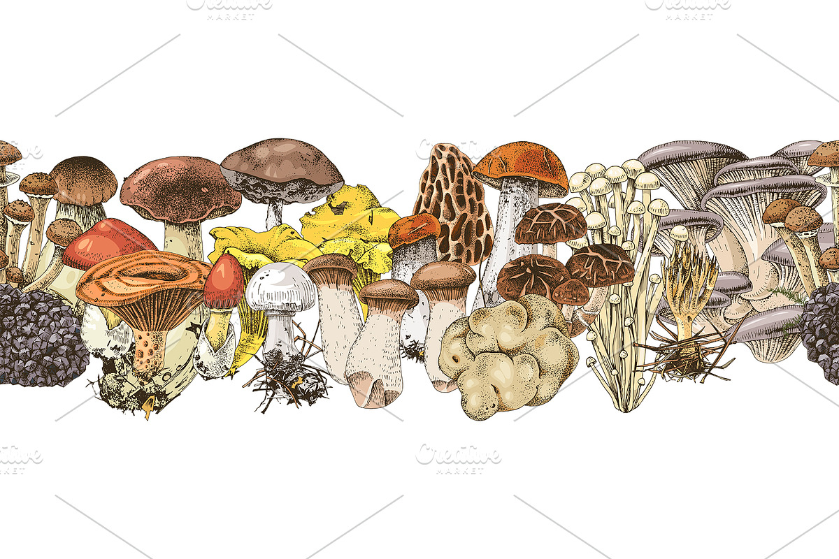 Hand drawn edible mushrooms set, a Food Illustration by handsketched (Photo 9 of 10)
