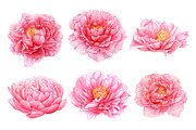 20%OFF! Watercolor Romantic Flowers, an Illustration by Katya Zlobina (Thumbnail 5 of 6)
