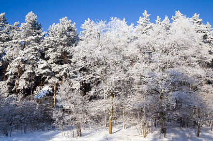 landscape in the winter time, a Background Photo by MyPhotos