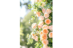 Blooming peach roses in sunlit, a Nature Photo by Lermont51