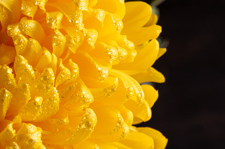 yellow Chrysant flower, a Nature Photo by Ivanna