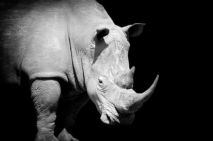 Rhino on dark background containing animal, rhinoceros, and black, an Animal Photo by Byrdyak