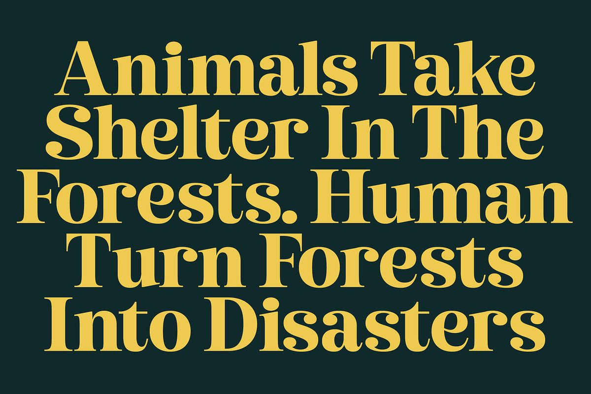 Metguy Behope Bold Serif Display, a Serif Font by timelesstype.co (Photo 3 of 20)