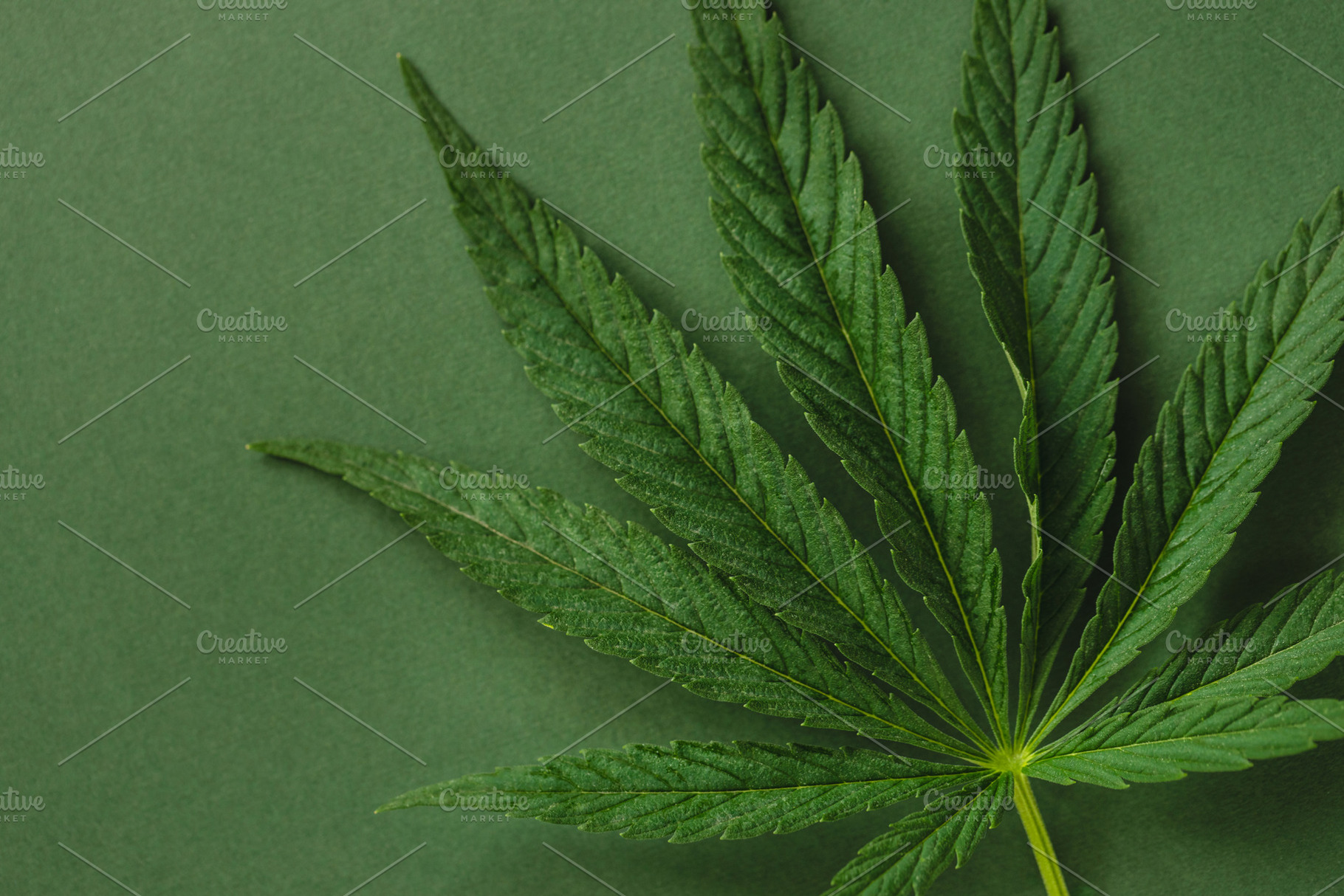 Leaf of cannabis on green., a Health & Medical Photo by Olga_Z