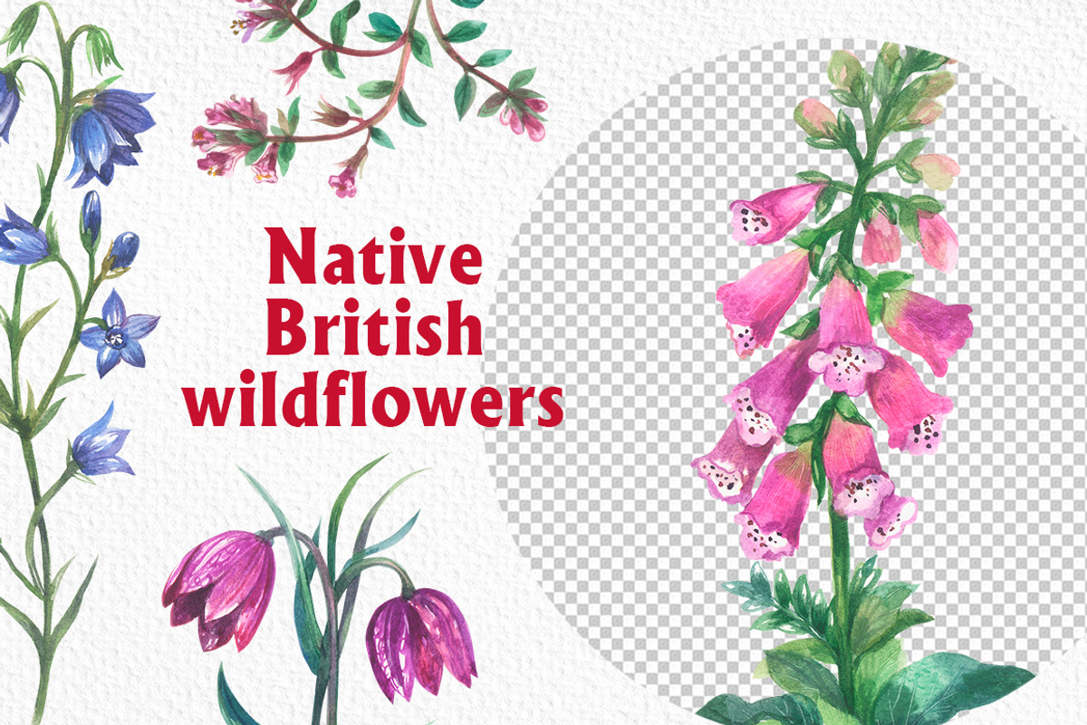 Native British wildflower watercolor, a Decorative Illustration by FITALARTSNEDIGI (Photo 7 of 11)