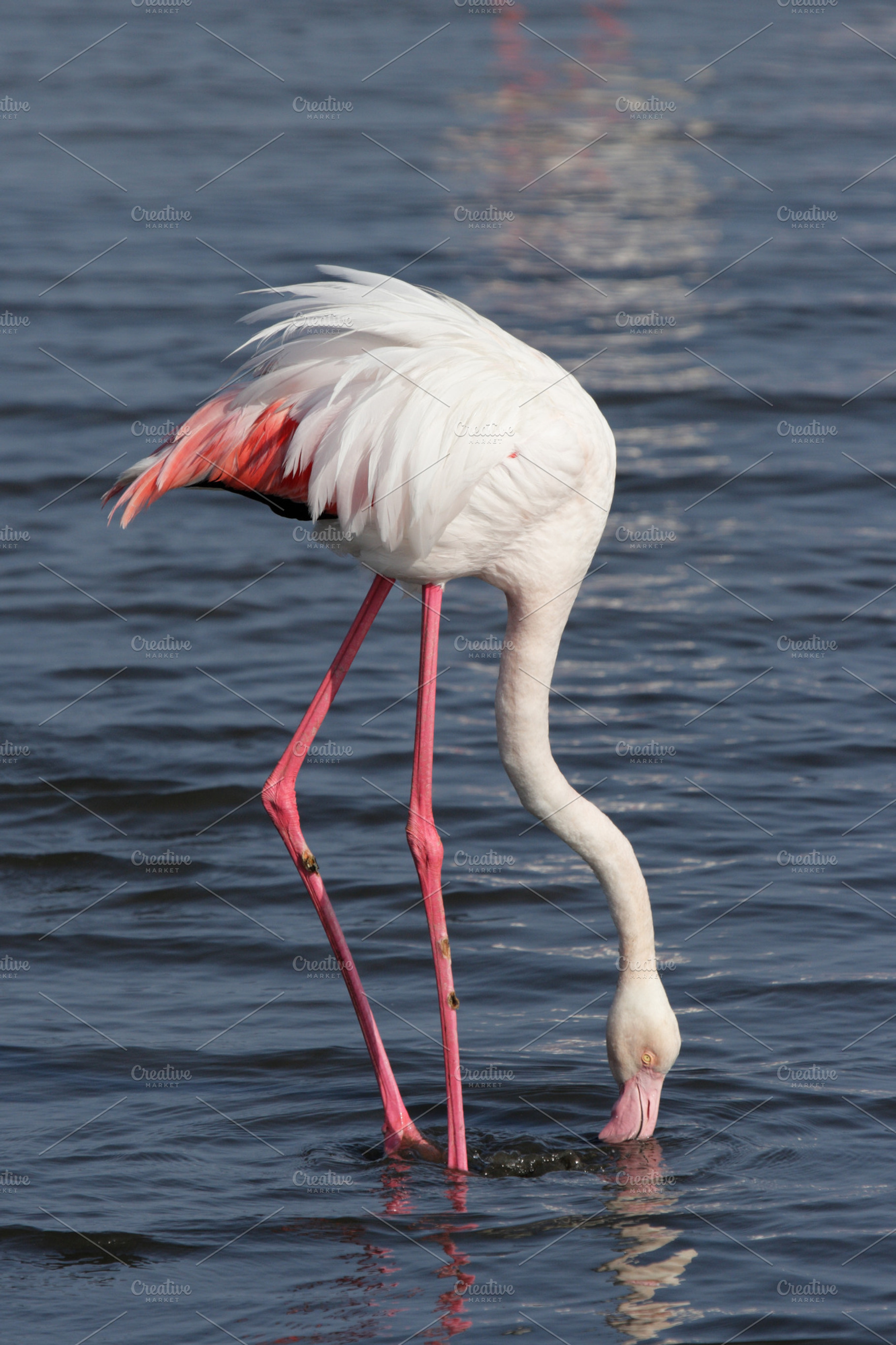 Greater flamingo containing flamingo, namibia, and phoenicopterus ruber, an Animal Photo by DirkR