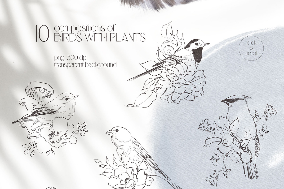 FOREST SONG birds sketches, an Animal Illustration by Yuliia Lashevska (Photo 2 of 15)
