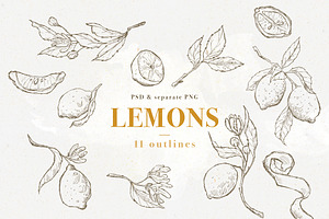 Lemons set of 11 pen sketches