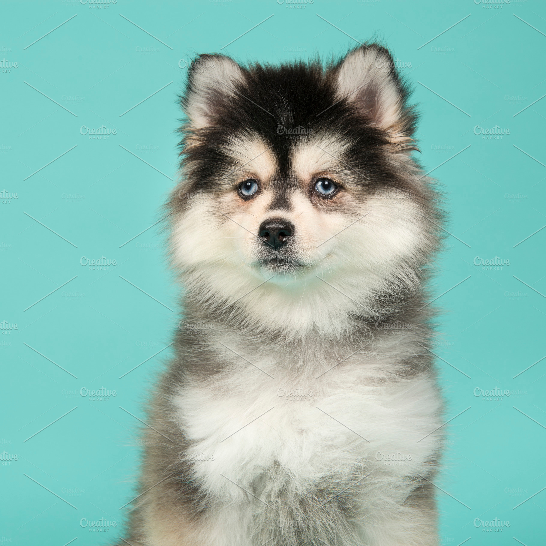 Portrait of a mini husky puppy with, an Animal Photo by Elles Rijsdijk