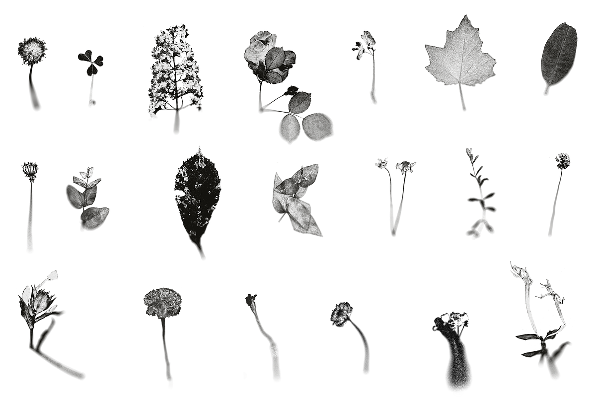 HERBARIA. Pressed Wildflower Scans, an Object Graphic by Schumacher Shop (Photo 20 of 21)