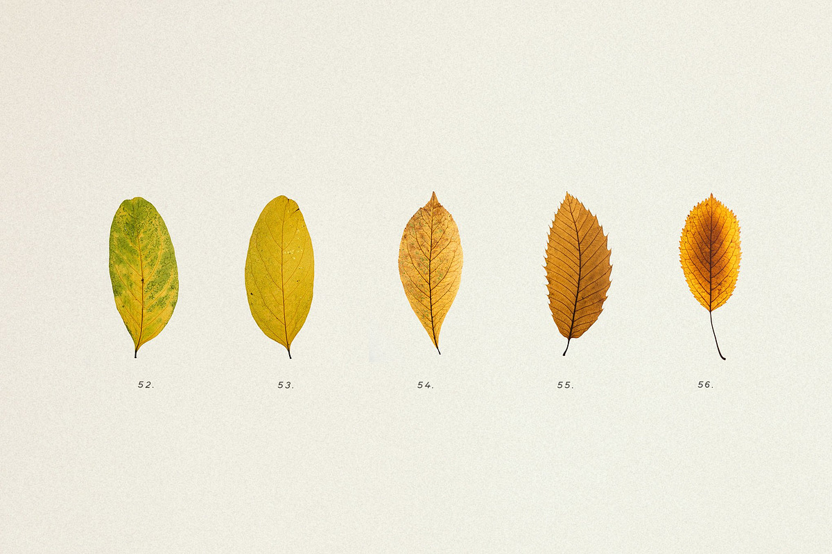 BUNDLE - Dry Flowers & Leaves, an Object Graphic by Sparrow & Snow (Photo 21 of 28)