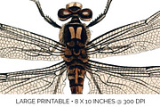 Dragonfly Australian Vintage Insect, an Illustration by Enliven Designs (Thumbnail 5 of 8)