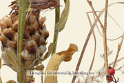 Airy Meadow Cleanly Cut Flower Photo, an Object Graphic by Aga Silva (Thumbnail 7 of 7)