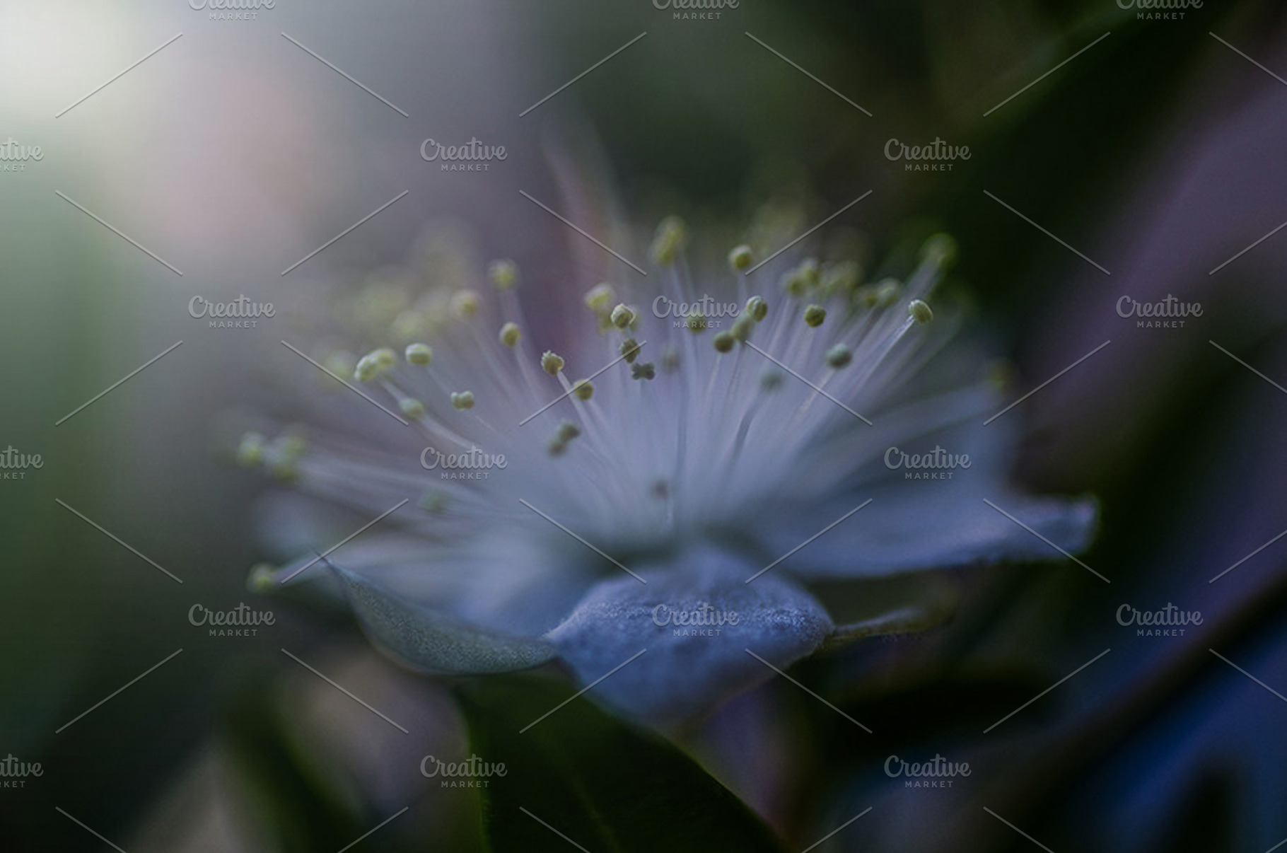 Flowers white nature low light stock photo containing website headers and, a Nature Photo by The LUV Stock Photos