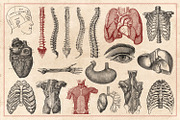 100 Vintage Anatomy Vectors, an Illustration by Brigantine Designs (Thumbnail 5 of 7)