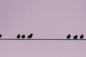 Birds on a wire stock photo containing birds and wire