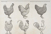 Vintage Poultry Farm Animal Set, an Animal Illustration by Kusumaillustration (Thumbnail 2 of 11)