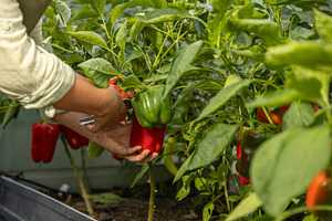 Hands harvesting fresh, ripe bell peppers, a Photo by Grafvision photography
