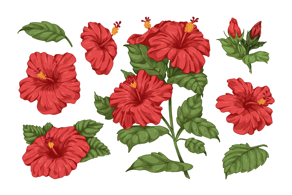 Hand drawn hibiscus flowers set, a Decorative Illustration by Good Studio (Photo 2 of 3)
