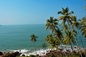 Coconut Trees at Beach