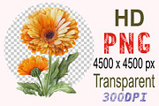 Watercolor Calendula Flowers Set, a Decorative Illustration by ARTify Illustrations (Thumbnail 3 of 3)