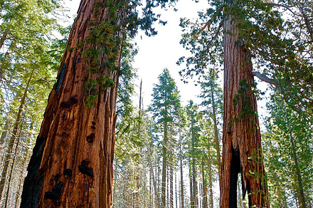 Redwood Baby Towers preview 6
