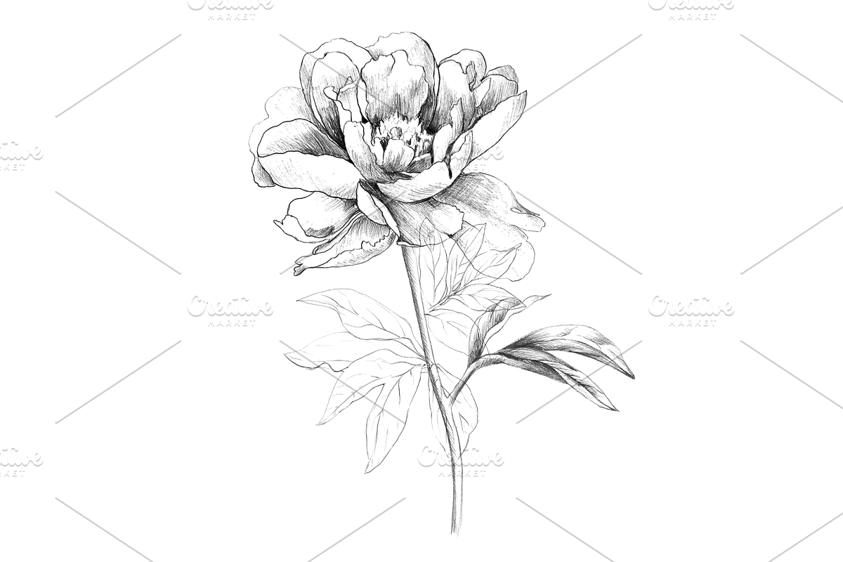 Hand Sketched Peonies, an Object Graphic by VictoriaKStudio (Photo 3 of 9)