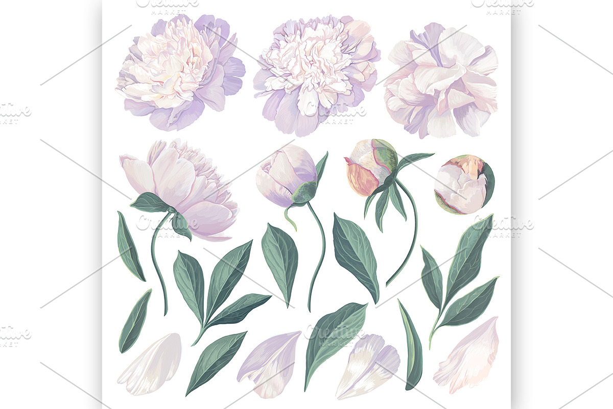 White & Pink Realistic Peonies Set, an Illustration by MarynaPetrovska (Photo 3 of 23)