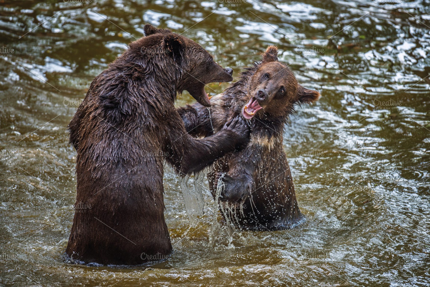 Two Wild Brown Bear (Ursus Arctos) play or fight on pond in the, an Animal Photo by Byrdyak