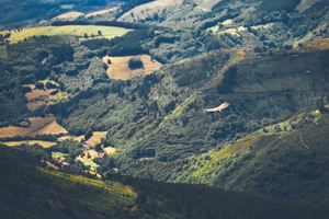 Eagle soaring over green valley, an Animal Photo by SkyNext