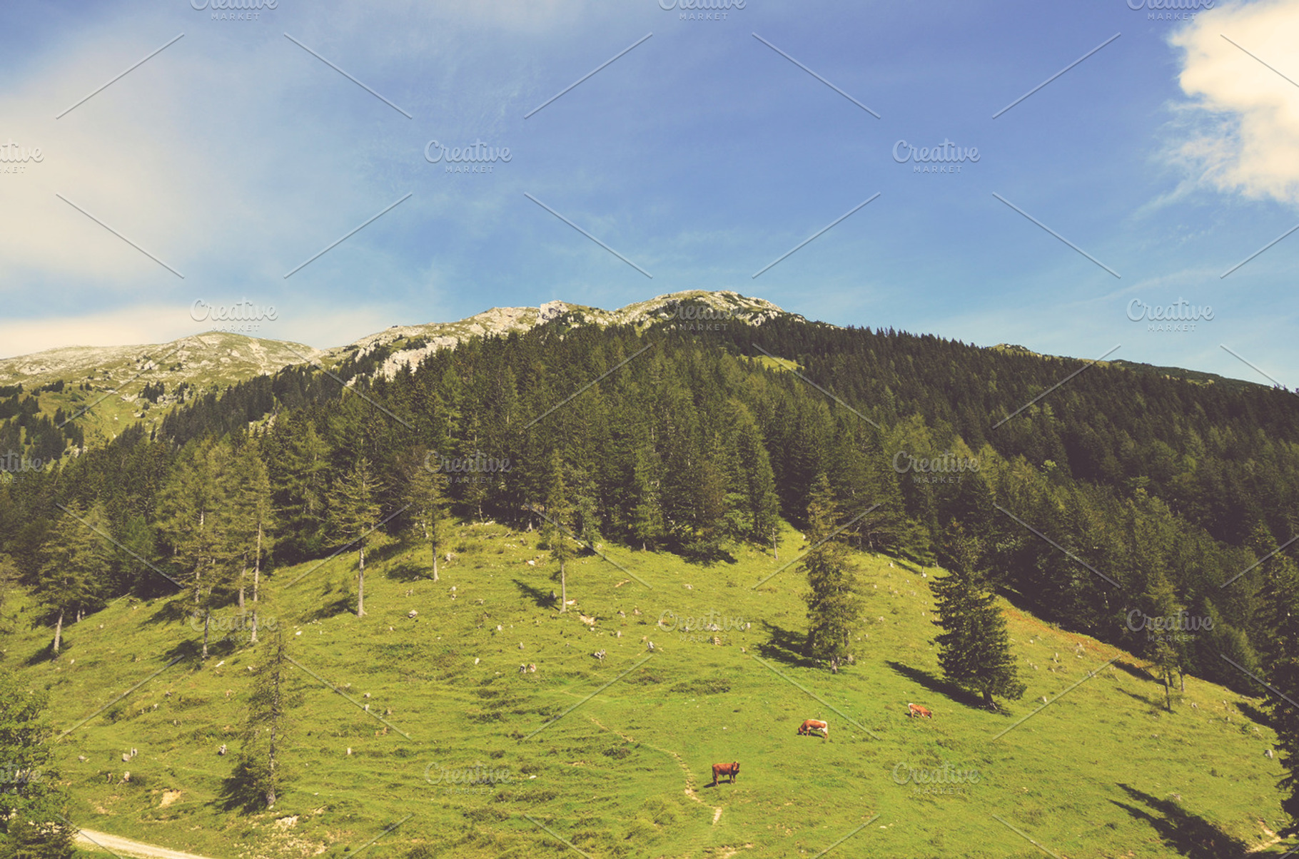 Green Mountains With Cows
