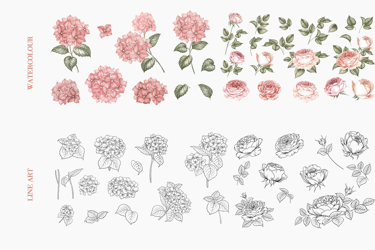 Bouquets roses & hydrangea, an Illustration by Kotkoa (Photo 2 of 8)