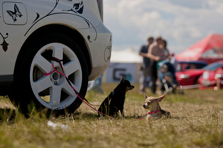 Pair chihuahua containing dog, car, and wheel preview 6