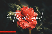 Francisco Font, a Script Font by Ryn Pojas (Thumbnail 7 of 7)