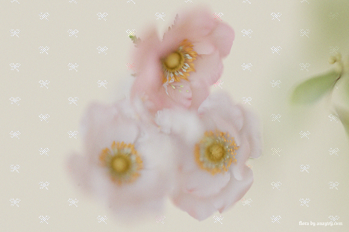 FLORA.PNG | Blurry Flower Collage, an Object Graphic by ana & yvy (Photo 12 of 23)