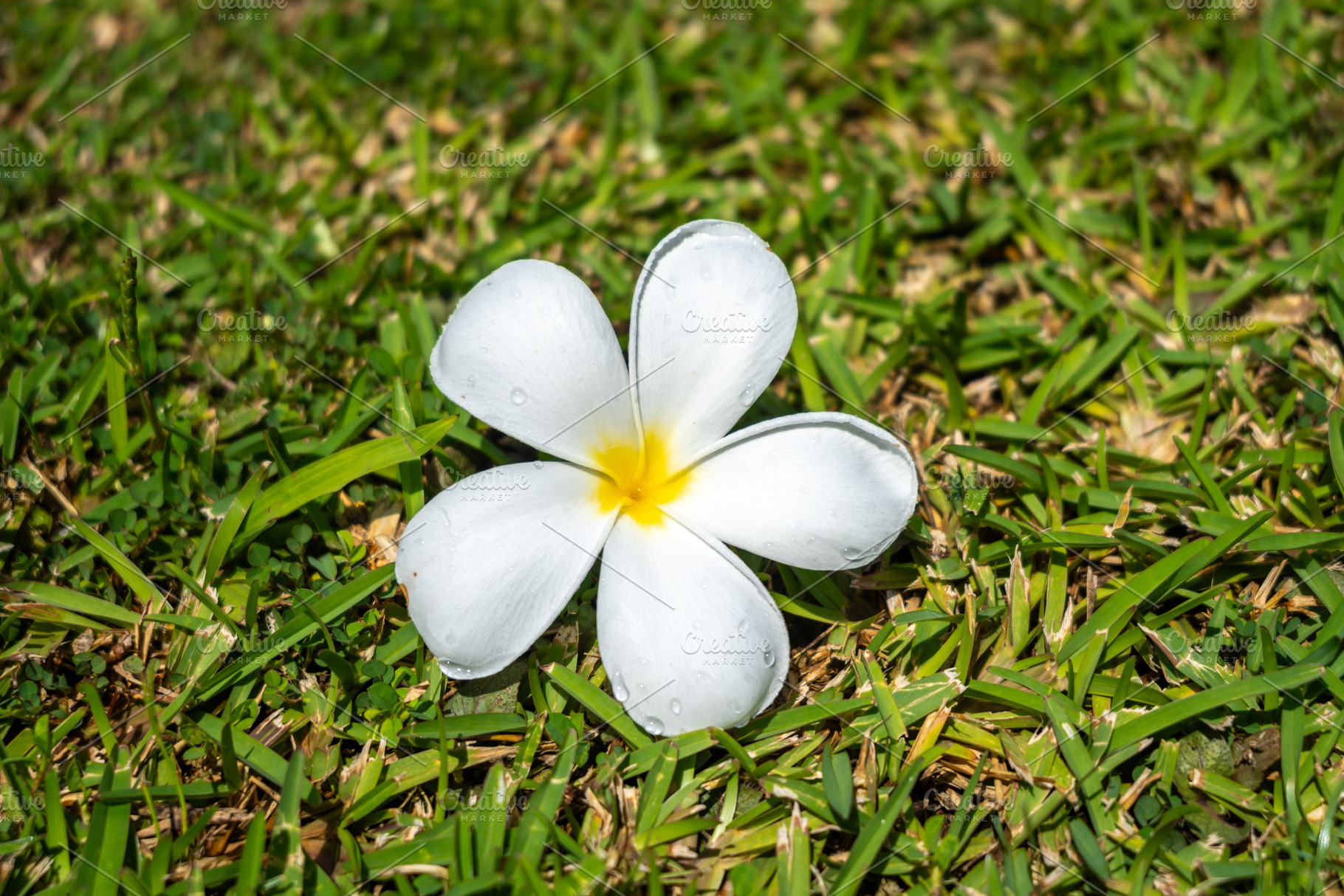Frangipani Flower on Tahaa Island, French Polynesia, a Nature Photo by GoodGoods