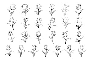 50 Tulips Procreate Stamps Brushes