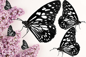 6 Beautiful Butterfly Illustrations