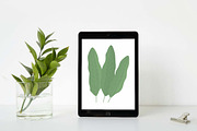 25 Leaves Foliage Leaf Nature Plant, a Decorative Illustration by jongcreative (Thumbnail 6 of 7)