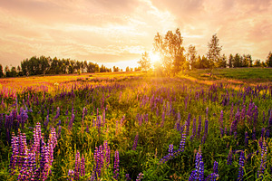Purple lupine flower field at sunset. Concept vibrant summer lan, a Nature Photo by Eugene_Photo