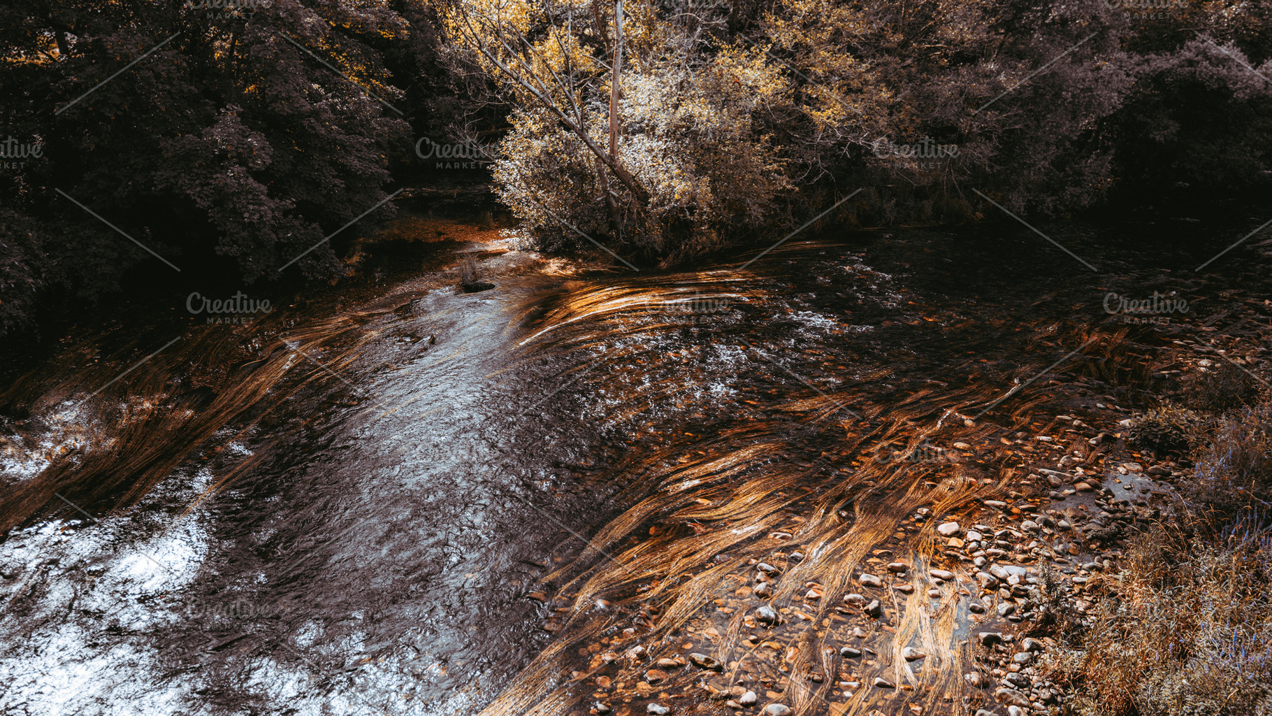 Forest river with aquatic plants, a Nature Photo by SkyNext