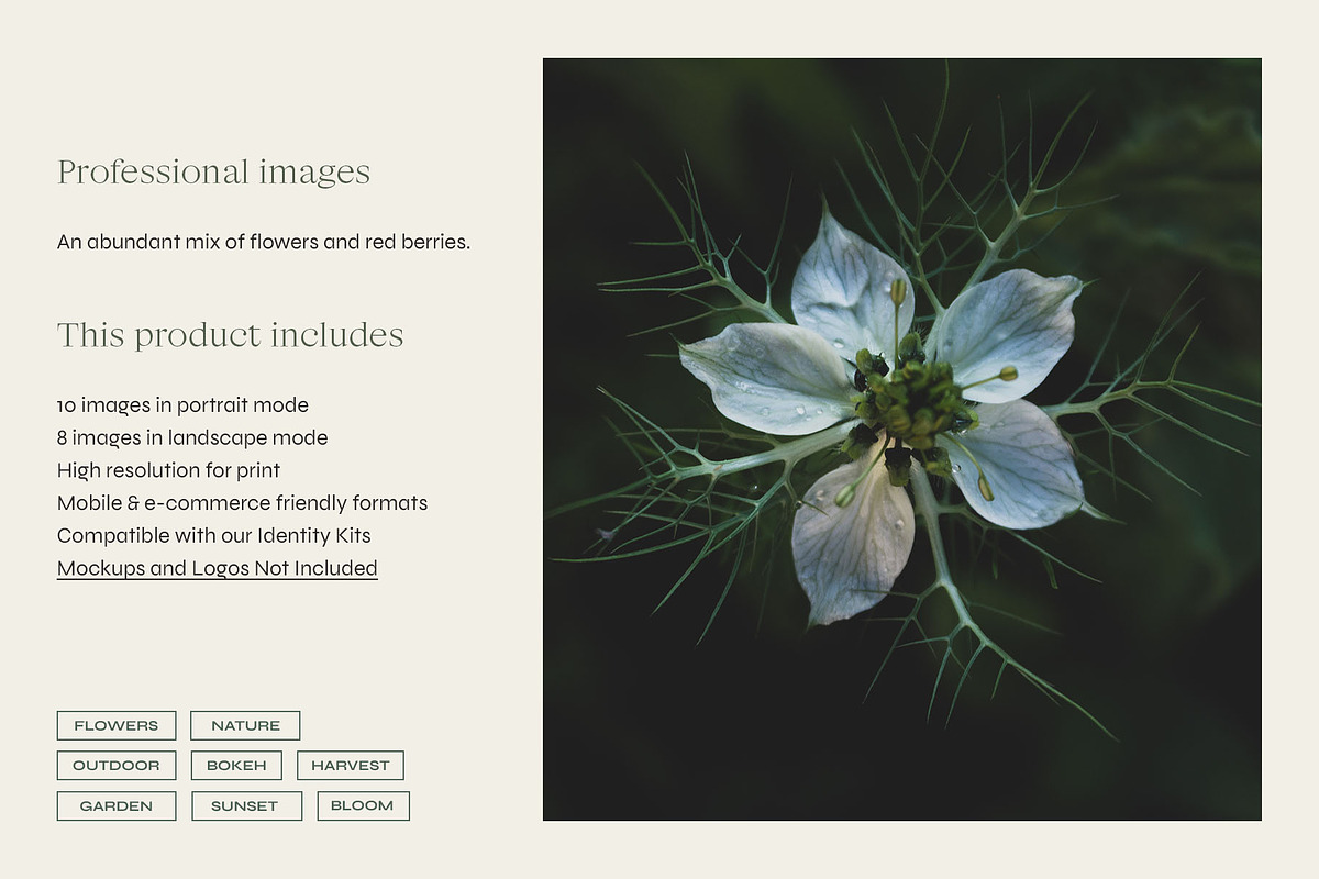 Garden Sunset | Photo Bundle, a Nature Photo by The Responsible Creatives (Photo 2 of 11)