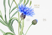 Knapweed and wildflowers collection, an Illustration by ReachDreams (Thumbnail 9 of 12)