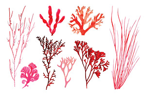 Vector Coral Illustration Pack