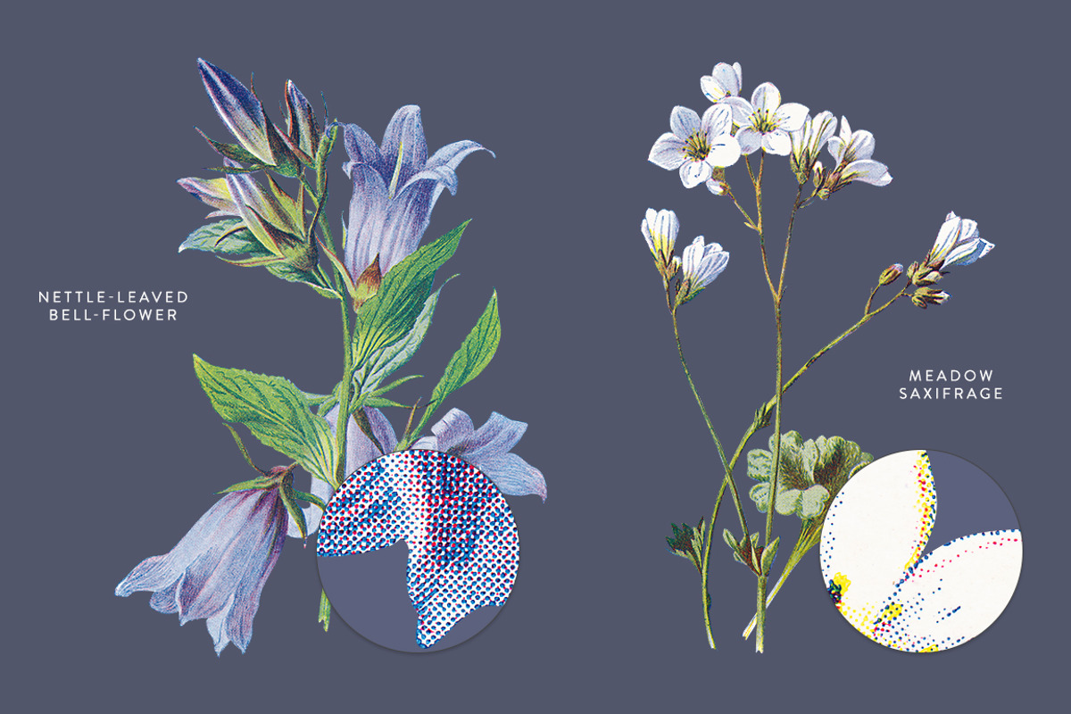 Vintage Flowers Vol.01 - Extra Large, an Illustration by Greta Ivy (Photo 16 of 18)