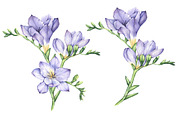Set of Watercolor Freesia Flowers, an Illustration by Imaginasty (Thumbnail 2 of 5)