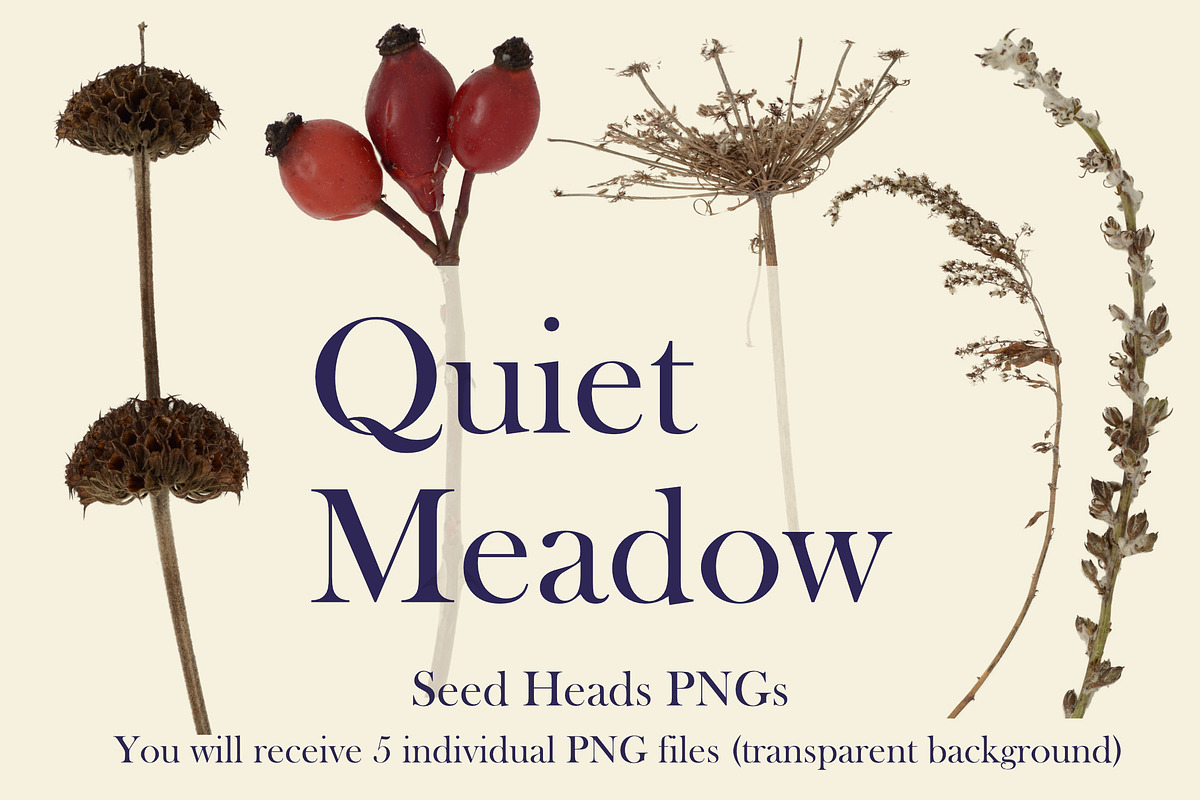 Quiet Meadow — Seed Heads PNGs, an Object Graphic by Aga Silva (Photo 2 of 4)